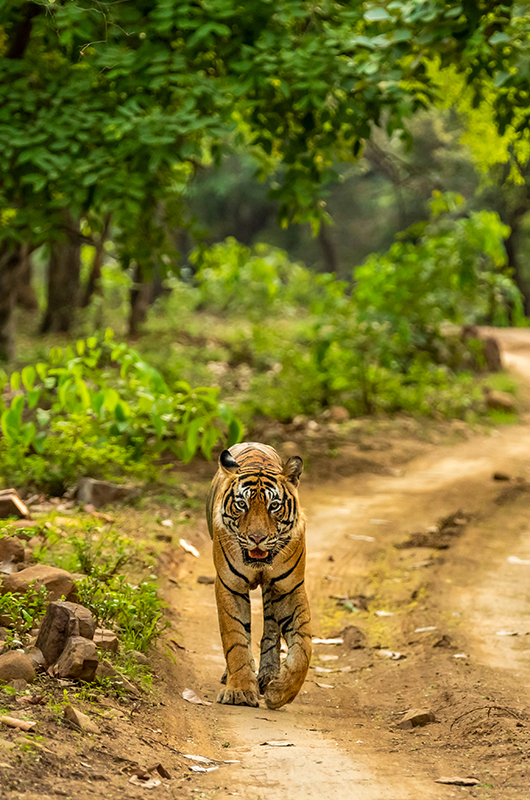 Kaziranga and Sunderbans Park Tour - 7D/6N East India Tour